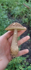 Leccinellum rugosiceps