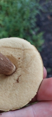 Leccinellum rugosiceps