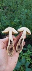 Leccinellum rugosiceps