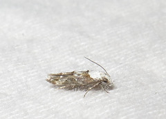 Mompha murtfeldtella