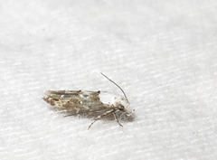 Mompha murtfeldtella