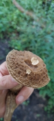 Leccinellum rugosiceps