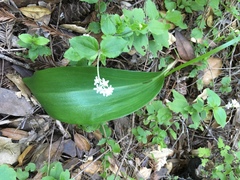 Fritillaria affinis