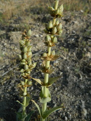 Penstemon acuminatus