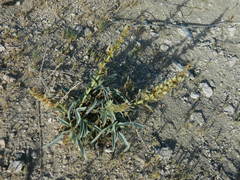 Penstemon acuminatus