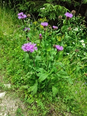 Centaurea phrygia