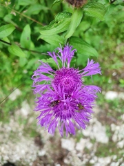 Centaurea phrygia