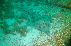 Aptychotrema rostrata