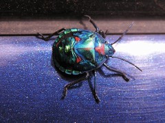 Tectocoris diophthalmus