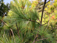 Pinus armandi mastersiana