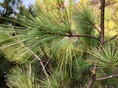 Pinus armandi mastersiana