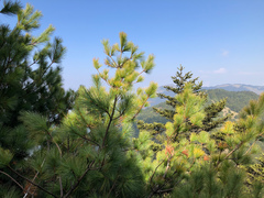 Pinus armandi mastersiana