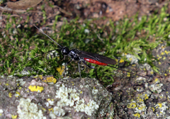 Atanycolus cappaerti