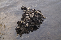 Saccostrea glomerata