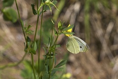 Pieris mannii