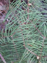 Gleichenia microphylla