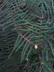 Gleichenia microphylla
