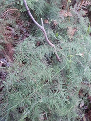 Gleichenia microphylla