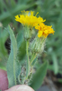 Western Hawkweed - Photo (c) Bruce Newhouse, some rights reserved (CC BY-NC-ND), uploaded by Bruce Newhouse