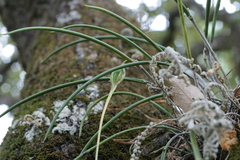 Brassavola cucullata