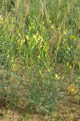 Linaria odora