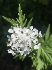 Achillea macrophylla