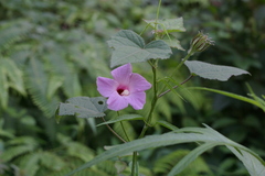 Hibiscus costatus