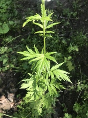 Achillea macrophylla