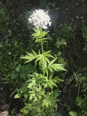 Achillea macrophylla