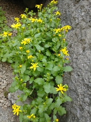 Senecio fremontii