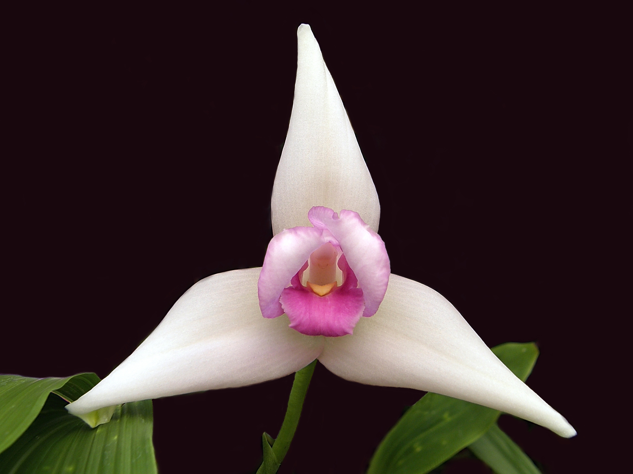 Lycaste