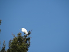 Ardea alba