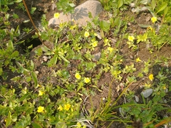 Erythranthe primuloides