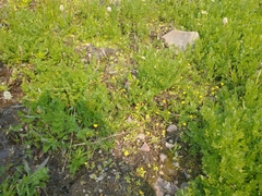Erythranthe primuloides