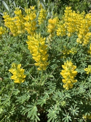 Lupinus luteolus