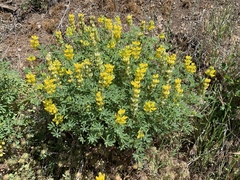 Lupinus luteolus