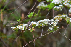 Spiraea prunifolia pseudoprunifolia