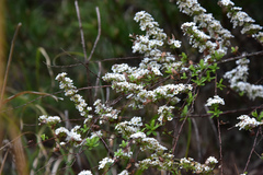 Spiraea prunifolia pseudoprunifolia