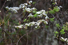 Spiraea prunifolia pseudoprunifolia