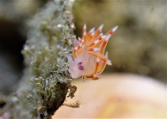 Coryphellina poenicia