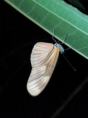 Eueides aliphera