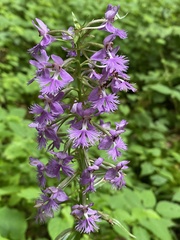 Platanthera grandiflora