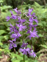 Platanthera grandiflora