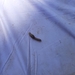 photo of Wedgling Moth (Galgula partita)