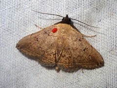 Polypogon phineusalis