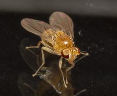 Neogriphoneura