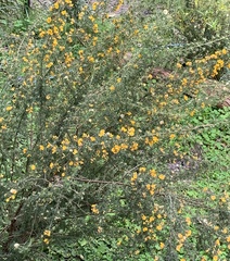 Pultenaea hispidula