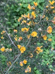 Pultenaea hispidula
