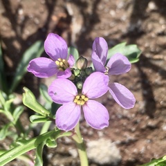 Cakile maritima maritima