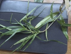 Freycinetia excelsa